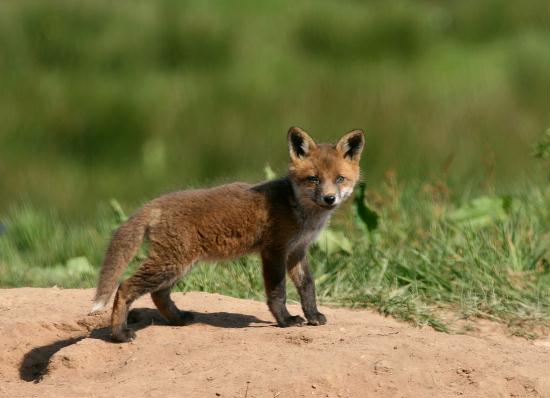 Fox <i>Vulpes vulpes</i>
